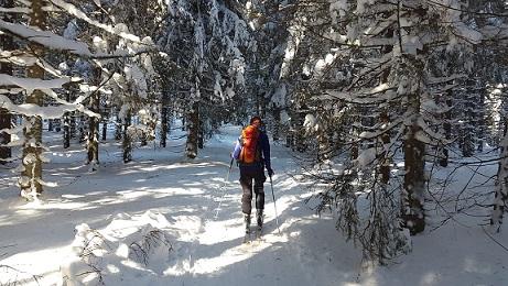 Bayerischen Wald